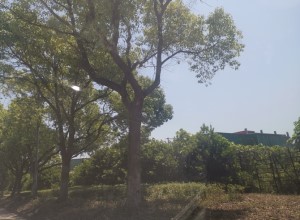 图片1.jpg 图片1.jpg